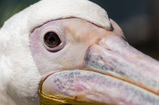 head and beak of a great white pelican close up