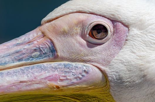 head and beak of a great white pelican in detail close up