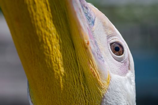 head and beak of a large white pelican looks up