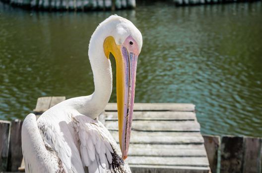 big white pelican on the lake on the background of wooden posts