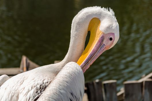 big white pelican on the lake on the background of wooden posts