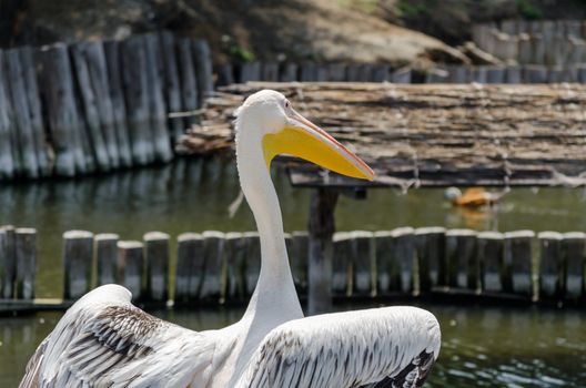 big white pelican on the lake on the background of wooden posts