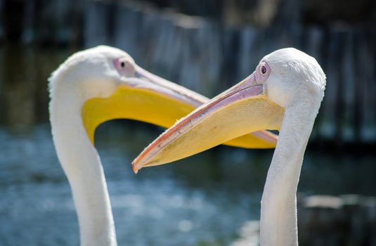 pair of two large white pelicans on the lake close up