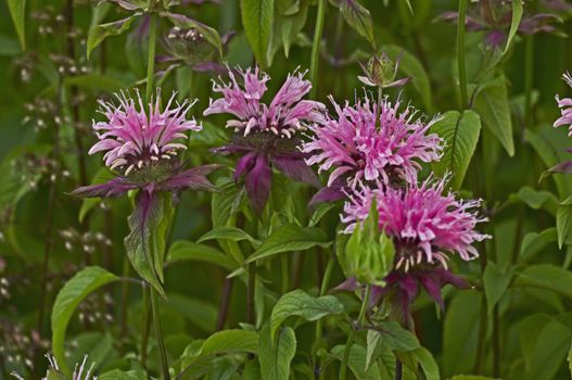 A close up of Monarda 'Beauty of Cobham' in a cottage garden