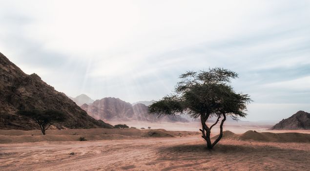 sun rays shine on a tree in the desert without people in Egypt Sharm El Sheikh