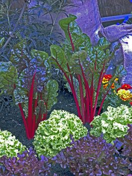 Vegetable colourful display of Beetroot foliage  in an allotment garden