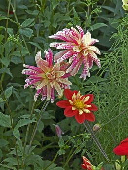 Close up of a flower border with Dahlia and Dahlia 'Ann Brecknfelder' and grasses  in a country garden
