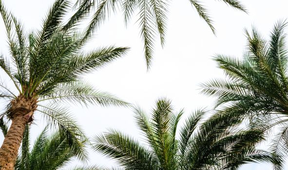 bottom view of palm branches and blue sky tropical background