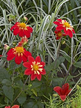 Close up of a flower border with Dahlia 'Ann Brecknfelder' and grasses  in a country garden