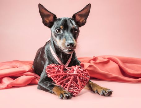 little curious puppy miniature pinscher with heart valentines day decor isolated on a pink background