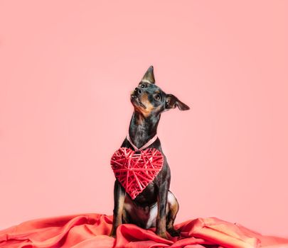 little curious puppy miniature pinscher with heart valentines day decor isolated on a pink background