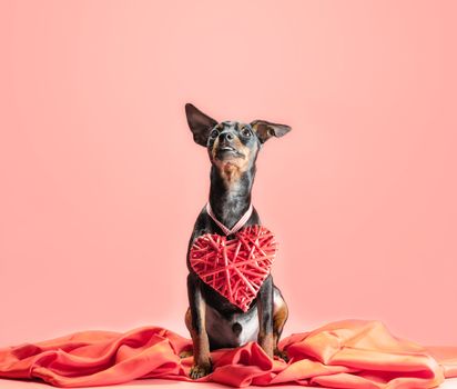 little curious puppy miniature pinscher with heart valentines day decor isolated on a pink background