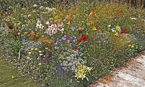  GARDEN WITH A COLOUTFUL FLOWER BORDER. A full flower border with colouful mixed planting of flowers and grasses all showing colour associations.