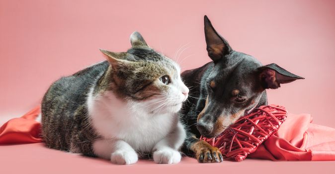 miniature pinscher puppy and cat with valentines day decor on a red background