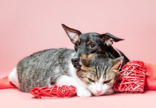 miniature pinscher puppy and cat with valentines day decor on a red background