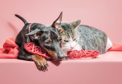 miniature pinscher puppy and cat with valentines day decor on a red background