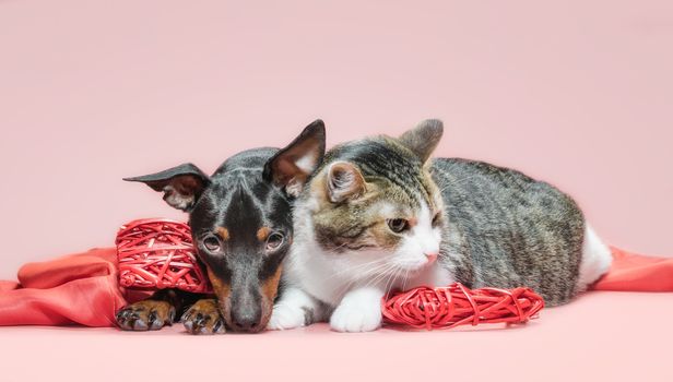 miniature pinscher puppy and cat with valentines day decor on a red background