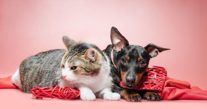 miniature pinscher puppy and cat with valentines day decor on a red background