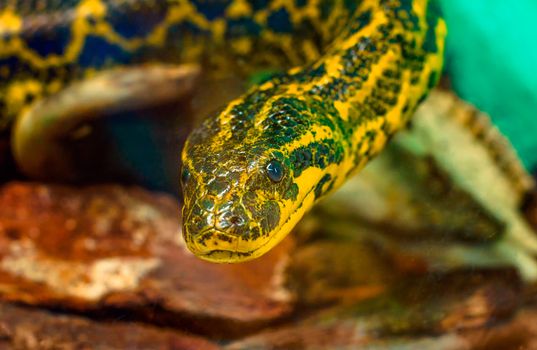portrait of snake Paraguayan South or Yellow Anaconda