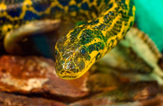 portrait of  snake Paraguayan South or Yellow Anaconda