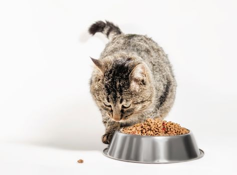 gray mongrel cat with a bowl of dry food on a white background isolated