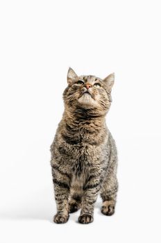 gray cat looks up on a white background isolated
