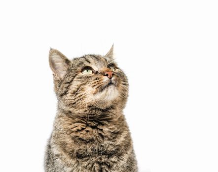 gray cat looks up portrait on a white background isolated
