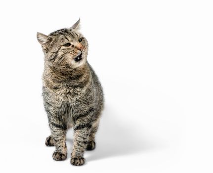 surprised gray cat with open mouth on a white background isolated