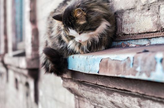 street cat sits on the windowsill of an old brick house and watches close up
