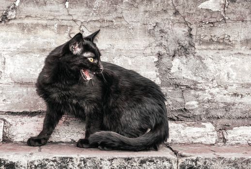 aggressive angry street black cat sits near an old brick house and watches close up