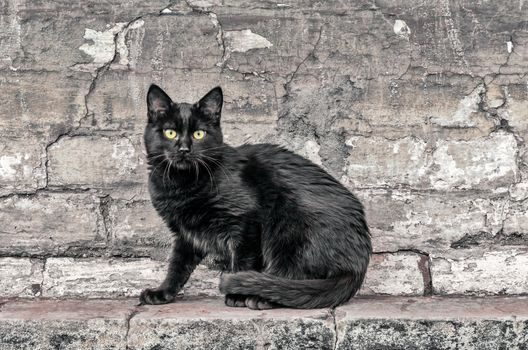 street black cat sits near an old brick house and watches close up