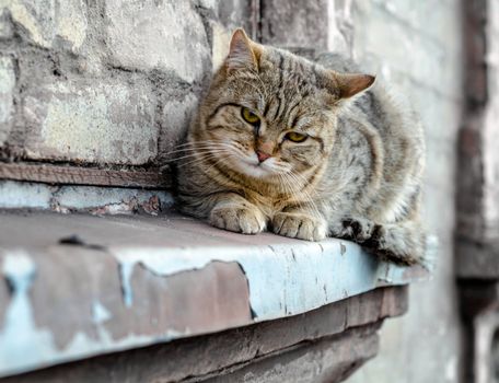 street cat sits on the windowsill of an old brick house and watches close up
