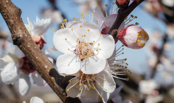 blooming white flower close up natural spring background