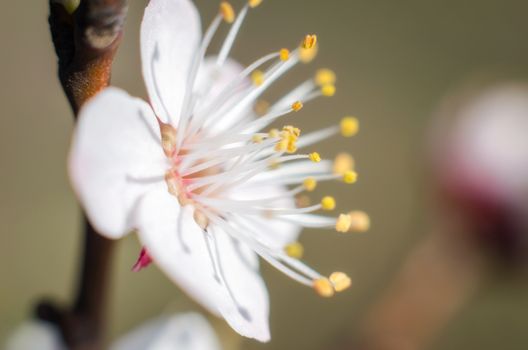 blooming white flower macro natural spring background