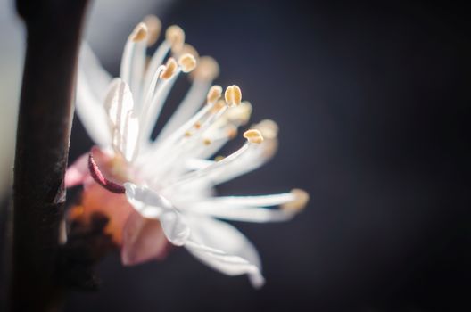 blooming white flower macro natural spring background close up