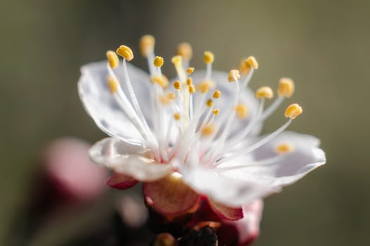 blooming white flower macro natural spring background close up