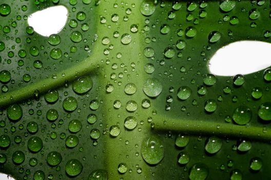 green leaf of a plant with dew drops in detail macro closeup