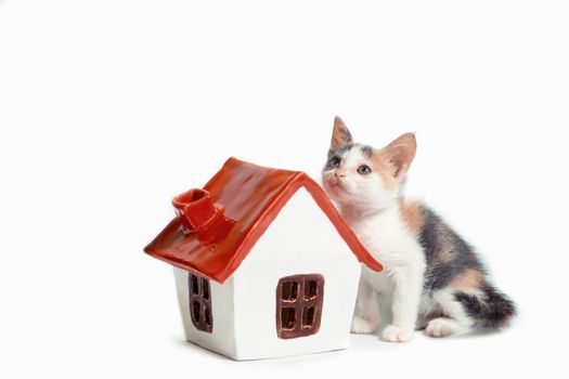 adoption of a tricolor kitten next to a little house with a red roof on white background