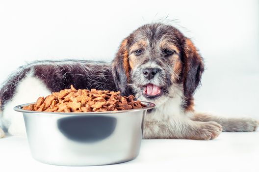 shaggy puppy mongrel eats from a metal bowl of dry food