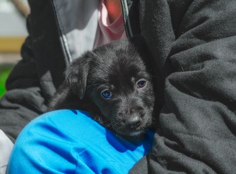 pet care portrait of a black puppy mongrel in the arms of a man