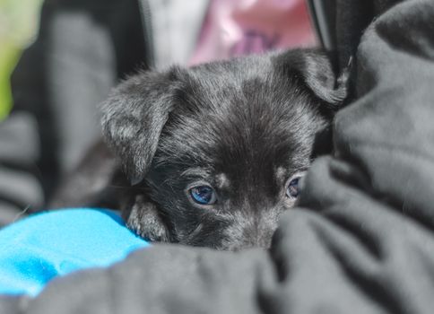 pet care portrait of a black puppy mongrel in the arms of a man