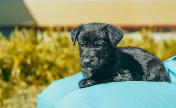 black mongrel puppy lays on the lap of a man in blue trousers