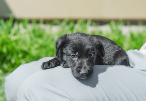 black mongrel puppy lays on the lap of a man in blue trousers