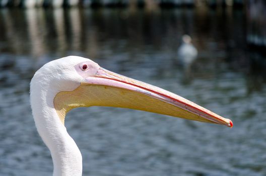 portrait of pink pelican with on a background of pond with blue water