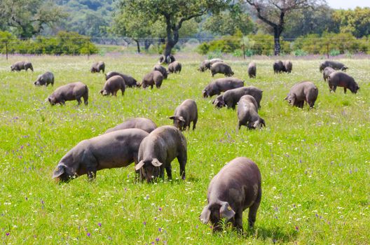 Pigs graze on farm in countryside of Badajoz, Extremadura. Copy space for text