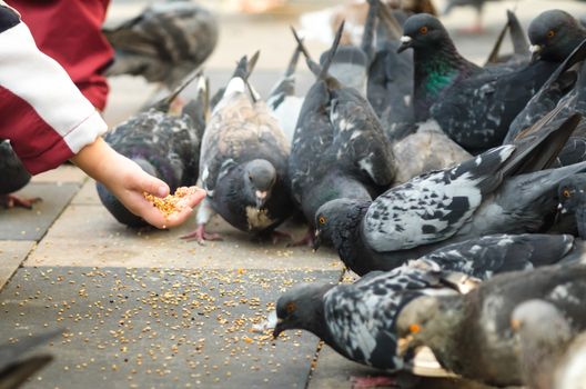 children feed pigeons birds closeup