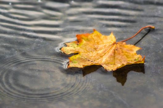 autumn background yellow maple leaf in gray water puddles outdoors close up