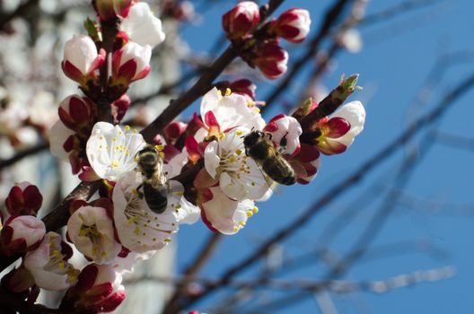 two bees collects pollen on a wild apricot flower against a blue sky background close-up macro on a clear spring day