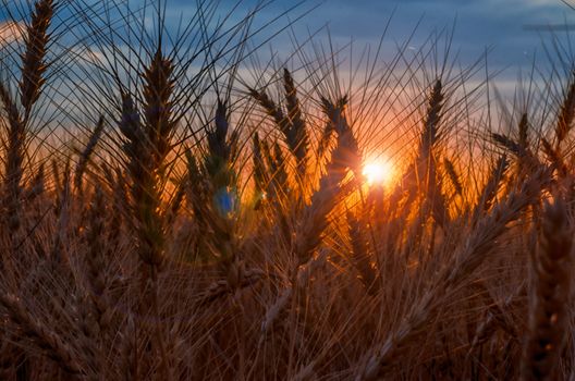 rye field at sunset mature ears on the sunset with sun flare