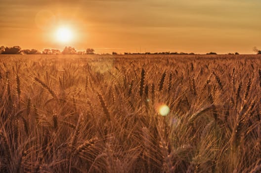 rye field at sunset mature ears on the sunset with sun flare